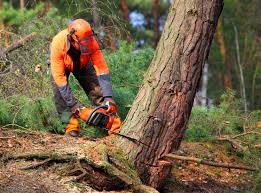 Best Tree Removal  in Fort Smith, AR