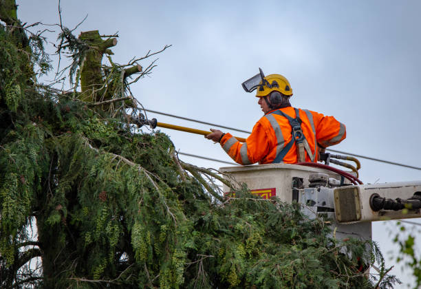 Best Tree Disease Treatment  in Fort Smith, AR