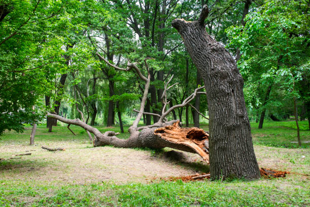 Best Seasonal Cleanup (Spring/Fall)  in Fort Smith, AR