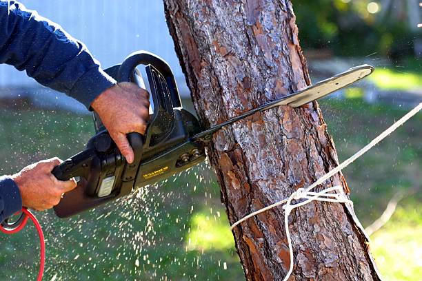 Best Tree Maintenance Programs  in Fort Smith, AR