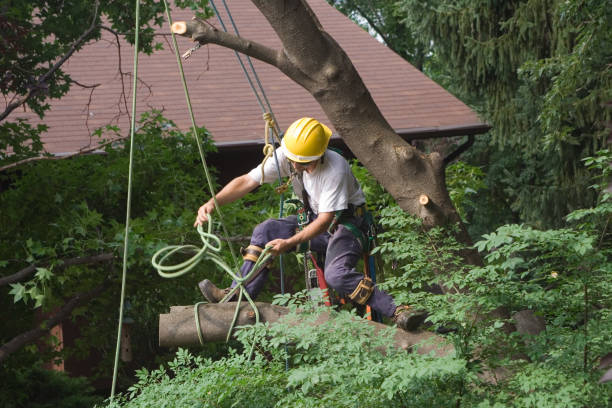 Best Tree and Shrub Care  in Fort Smith, AR