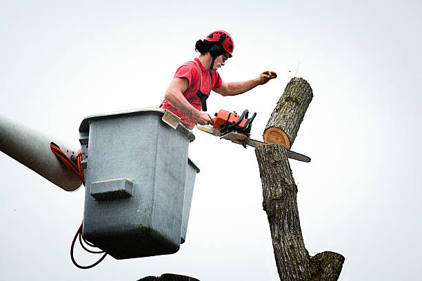 Best Stump Grinding and Removal  in Fort Smith, AR